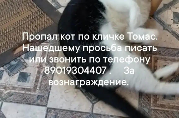 Пропала кошка Томас, Краснореченская ул. 54А, Хабаровск