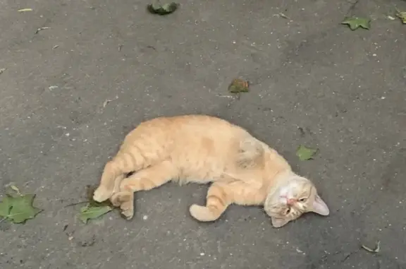 Найдена кошка в Москве, ищет хозяина
