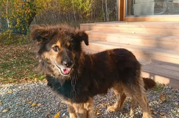 Найден дружелюбный пёс вблизи д. Кыштырла, Тюменская область
