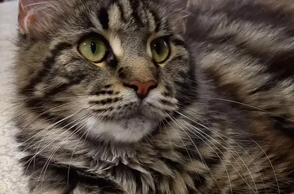 Пропала кошка Алиса, ул. Ахметгалина, 144, Учалы