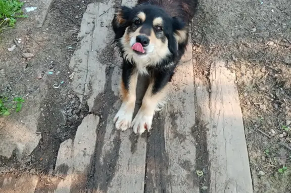 Пропала собака Кобелек, район Орловка, Сахалинская область