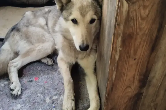 Найдена собака Лайка на Овражной ул., Пьянково