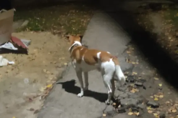 Найденные животные Нижний Новгород, фото: Собака найдена на пр. Гагарина, Нижний Новгород