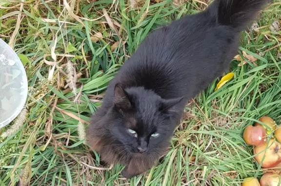 Пропала кошка в Волгограде: черная, пушистая, глаза светло-зеленые