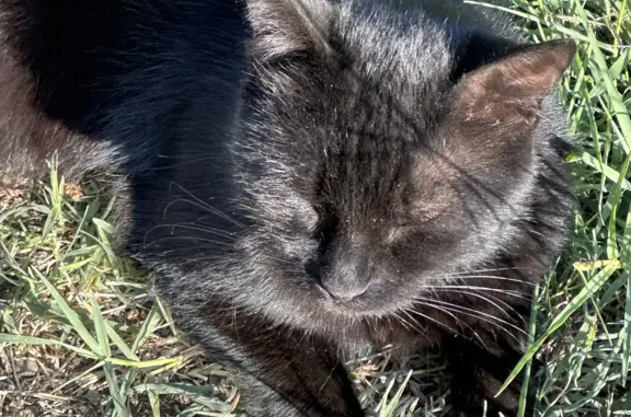 Пропала черная кошка с проблемами глазика. Ул. Титова, 64, Майкоп