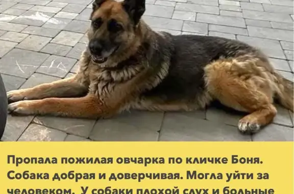 Пропала собака на ул. Дунаевского, Пятигорск