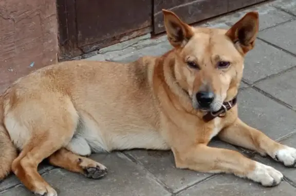Пропала собака Макс в Ивантеевке, Московская область