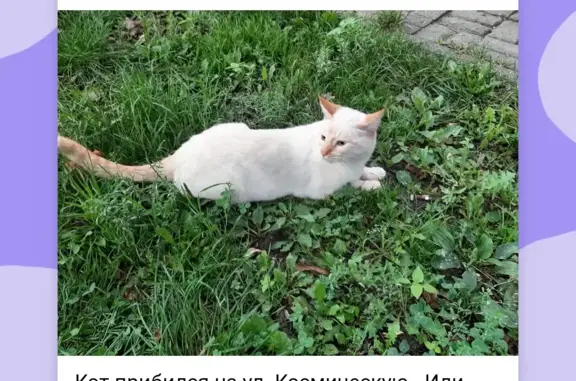 Найден кот на Космической ул., 29, Калининград