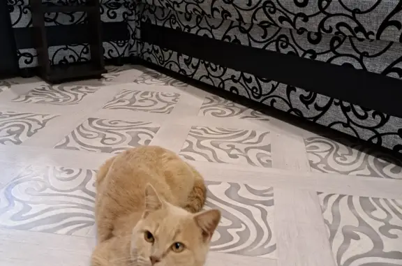 Найден персиковый котик на пр. Конституции, Курган