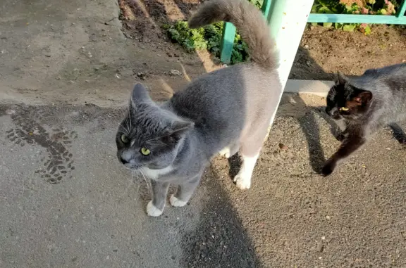 Найдена кошка Котик на ул. Матросова, Орехово-Зуево