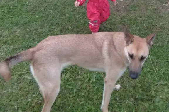 Собаки потеряшки, Санкт-Петербург, фото: Потеряшка собака: сука метис Рони, ул. Руднева, 3 к2, СПб