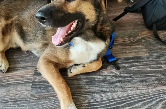 Найдена собака, Санкт-Петербург, фото: Найдена собака Дворняга, похож на овчарку, рыжевато-серый