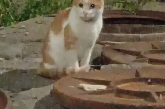 Найдена кошка на Молитовской улице, Н. Новгород