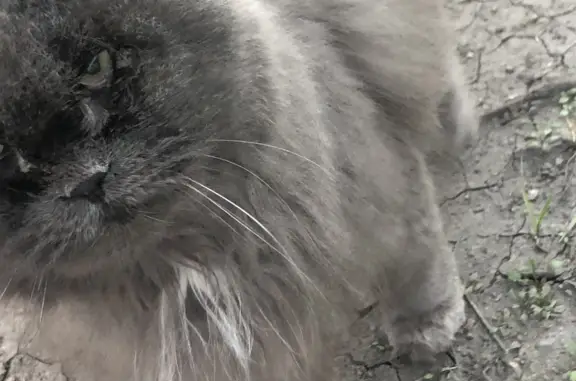 Найдена серая персидская кошка с проблемами глаз в Черногорске