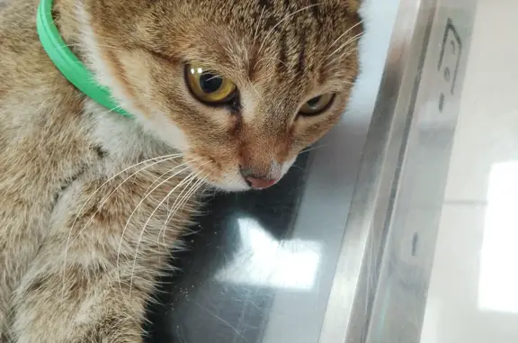 Найдена кошка с зеленым ошейником на ул. Попова, 30, Пенза