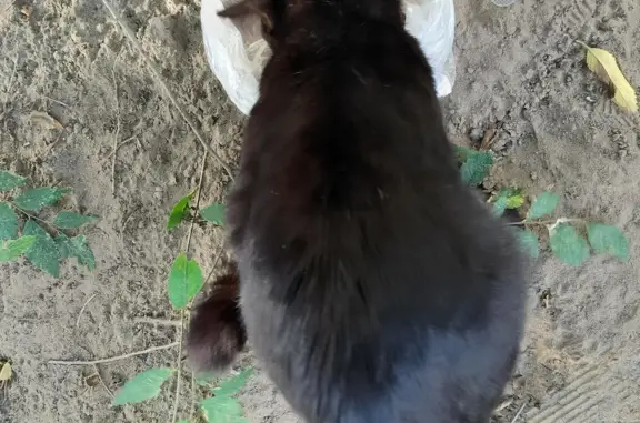 Найдена беременная кошка на ул. Чертыгашева, 104, Абакан