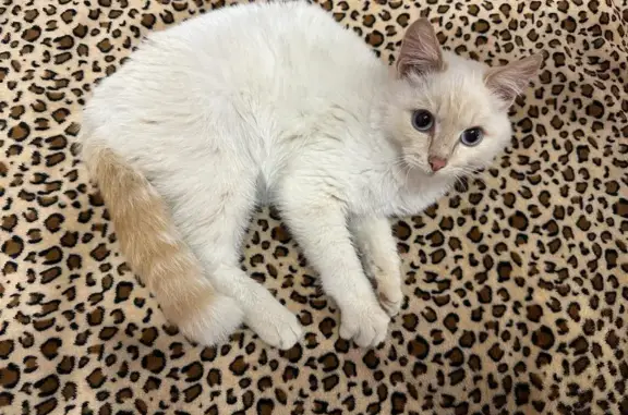 Найдена белая кошка на Комсомольской улице, 9