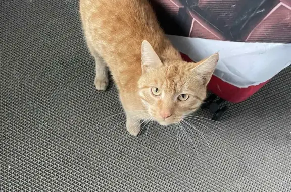 Найдена рыжая кошка, ул. Овчинникова 35А, Пермь