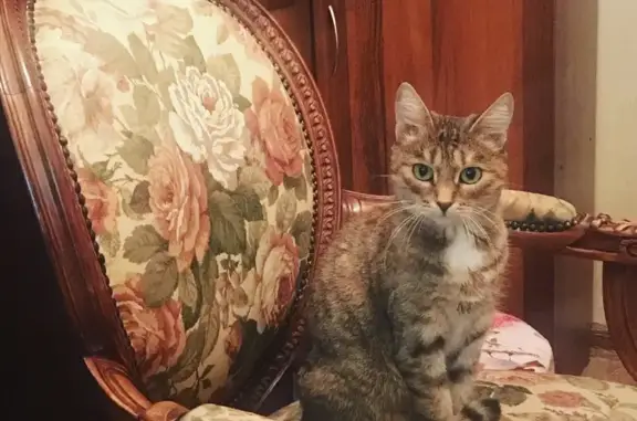 Кошки потеряшки, Санкт-Петербург, фото: Потеряшка кошка Киса, пр. Космонавтов 19 к3, СПб