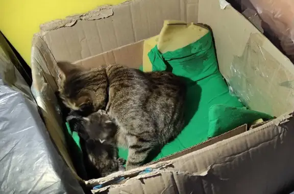 Найдена кошка с котятами на 5-й Рабочей, Кострома