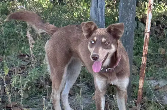 Найдена собака, Ростов-на-Дону, фото: Найдена собака В СНТ «Защитник», адрес: 2-я Ненаглядная улица, Ростов-на-Дону
