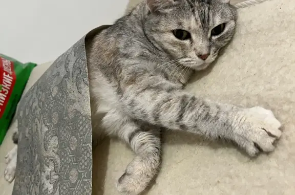 Кошки потеряшки, Новосибирск, фото: Потеряшка кошка в районе Зорге, Новосибирск