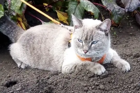 Кошки потеряшки, Новосибирск, фото: Потеряшка кошка Мальчик, 10-й Магистральный пер., Новосибирск