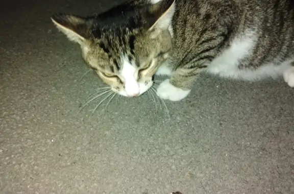 Найден домашний кот на Павловском тракте, Барнаул