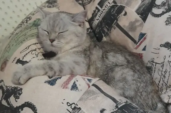 Пропала кошка в Вожово, Орловская область