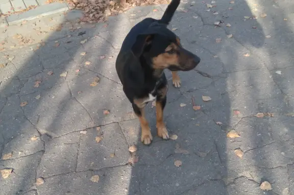 Собака Кобель найдена в Саввинской Слободе
