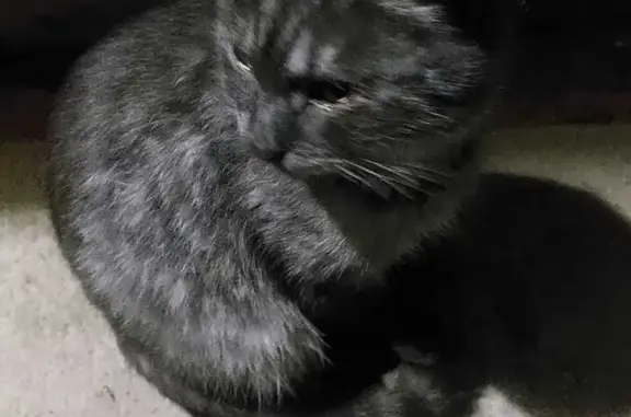 Потерянный серый кот на улице Уральская, 68