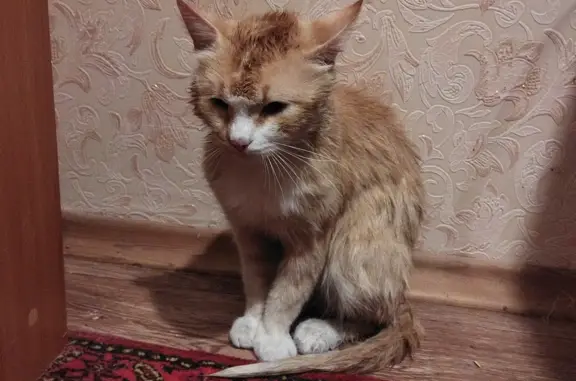 Найдена беспородная кошка возрастом 2-3 года возле магазина Байрам, Уфа