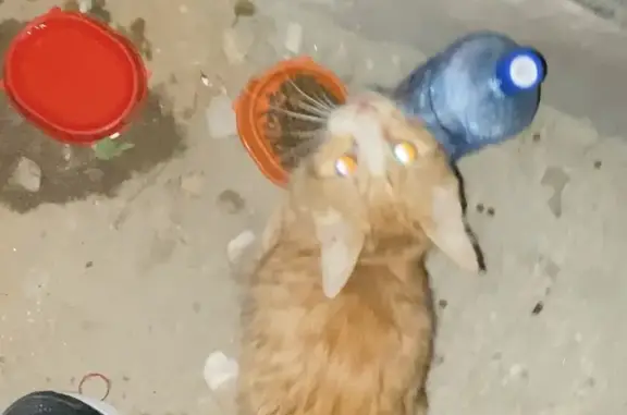 Найдена кошка в подвале дома на улице Кибальчича, 28