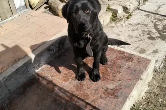 Собаки потеряшки, Нижний Новгород, фото: Потеряшка собака Метис лабрадора, адрес: Тёплый переулок, 8, Нижний Новгород
