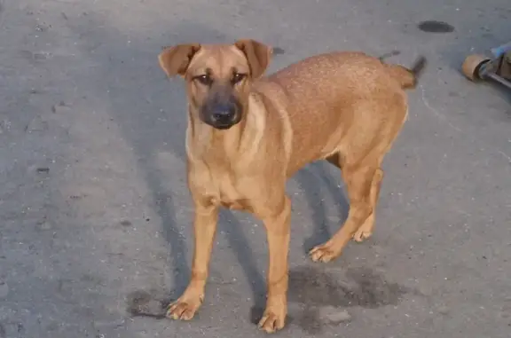 Пропала собака на Салмышской 62, Оренбург