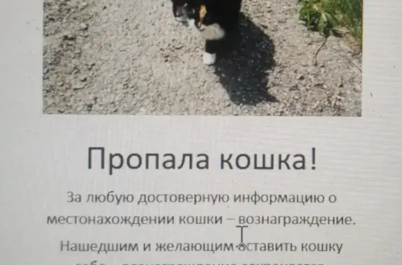 Пропала кошка в МО, Павло-Посадский район