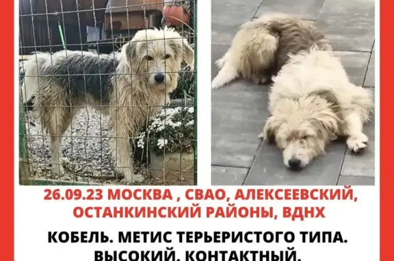 Собака найдена на Центральной аллее, Москва