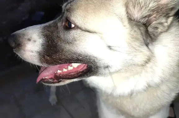 Собака найдена в Гатчине, ищем старого хозяина