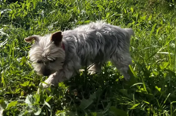 Пропала собака Йорк в Московской области