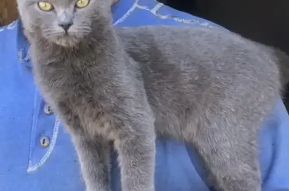 Найдена кошка: кот-подросток, 5 микрорайон, Брянск