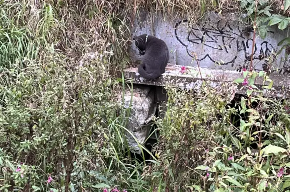 Найден домашний котик в Митинском парке