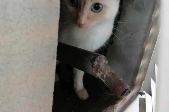 Найдена молодая голубоглазая кошка, Керамический проезд, Москва
