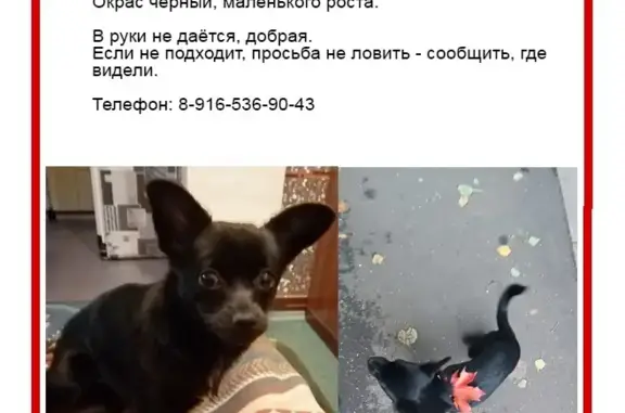 Пропала собака Бима, Коровинское шоссе, 5 к1, Москва