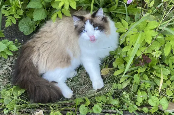 Пропал кот на даче в Московской области