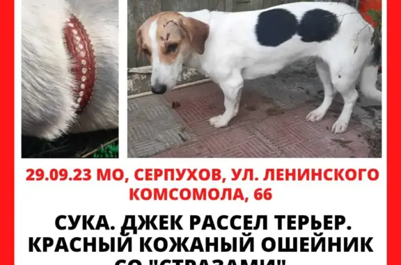 Собака-девочка найдена на ул. Ленинского Комсомола, Серпухов