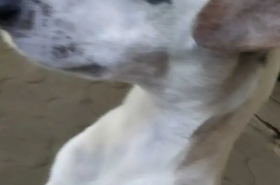 Найдена собака породы Джек Дассел в Маслово, Волгоградская область