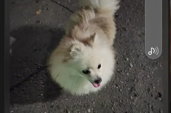 Найдена собака Шпиц на Ленинградском проспекте, Архангельск