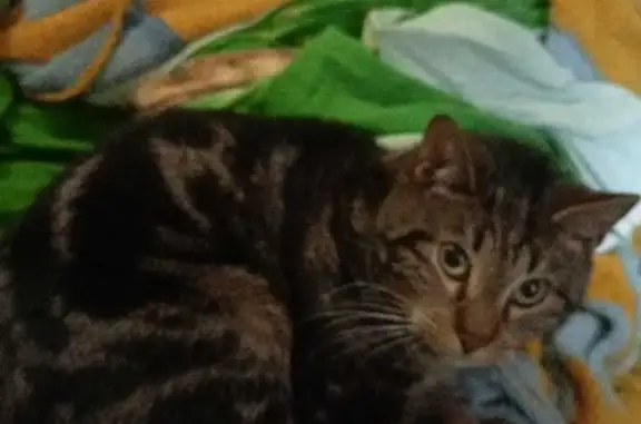 Пропала кошка Мальчик на 2-м Рабфаковском переулке