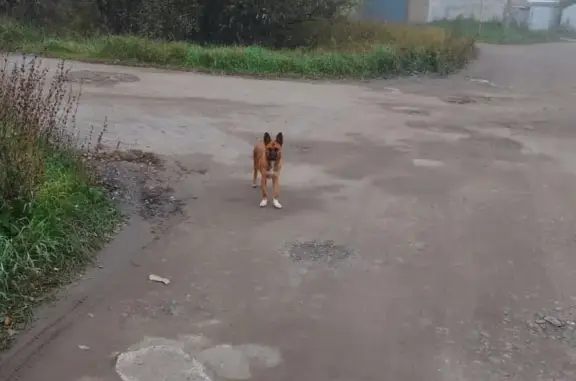 Найдена собака в поселке Зато Сибирский, ищем хозяев