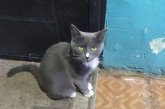 Молодая кошка найдена на Кислородной улице, 11, Чита